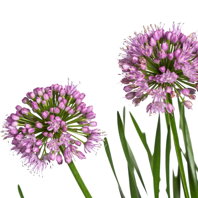 Allium ‘Millenium’ – Zierlauch im Ø19 cm Topf | Bienenfreundlich & pflegeleicht