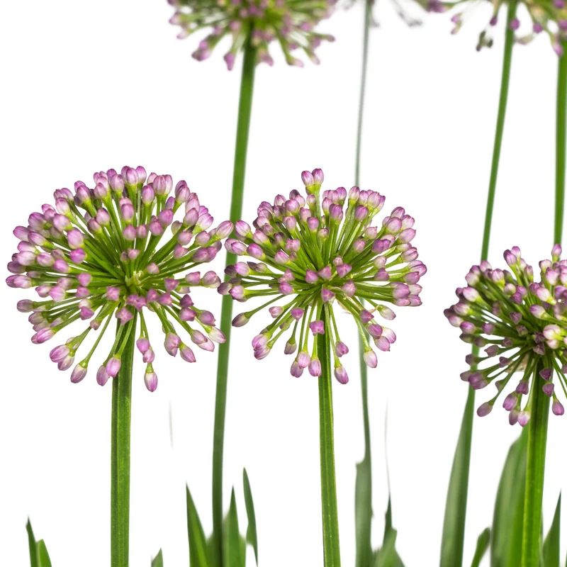 Allium ‘Millenium’ – Zierlauch im Ø19 cm Topf | Bienenfreundlich & pflegeleicht