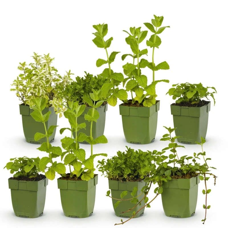 Kräuter-Paket - Kräutertee - 6 Stauden - Für 1 m² - Verschiedene Farben - Wenig Pflege - Topf 11 cm
