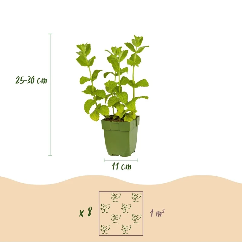 Kräuter-Paket - Kräutertee - 6 Stauden - Für 1 m² - Verschiedene Farben - Wenig Pflege - Topf 11 cm