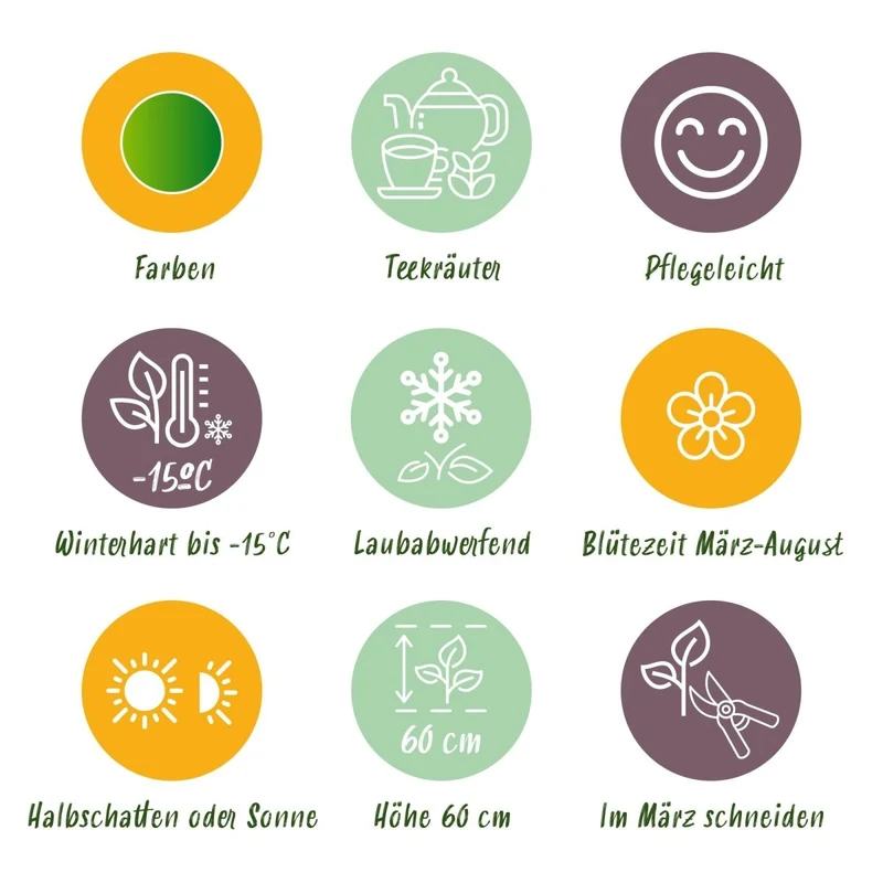 Kräuter-Paket - Kräutertee - 6 Stauden - Für 1 m² - Verschiedene Farben - Wenig Pflege - Topf 11 cm