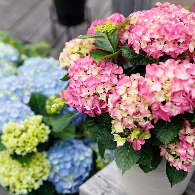 Balkon-Hortensie 'Forever & Ever' Rosa kaufen – Hydrangea macrophylla | 2 Pflanzen, remontierend