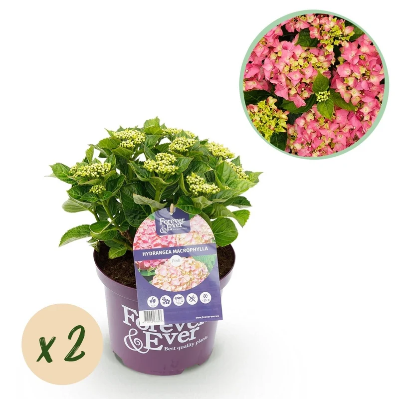 Balkon-Hortensie 'Forever & Ever' Rosa kaufen – Hydrangea macrophylla | 2 Pflanzen, remontierend