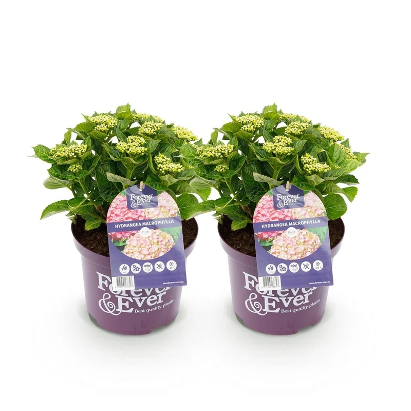 Balkon-Hortensie 'Forever & Ever' Rosa kaufen – Hydrangea macrophylla | 2 Pflanzen, remontierend