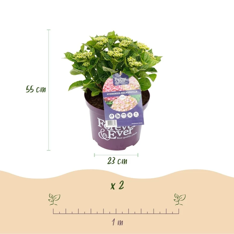Balkon-Hortensie 'Forever & Ever' Rosa kaufen – Hydrangea macrophylla | 2 Pflanzen, remontierend