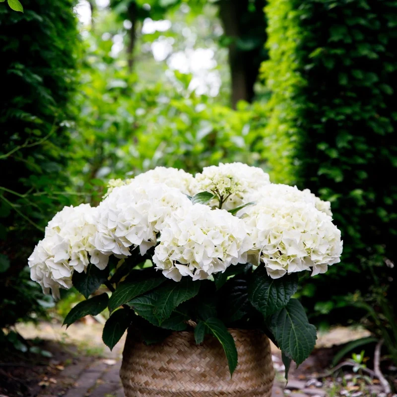 Balkon-Hortensie Forever & Ever Weiß – 2 Pflanzen – 7–12 Blüten – Ø23 cm Topf – Höhe ca. 55 cm