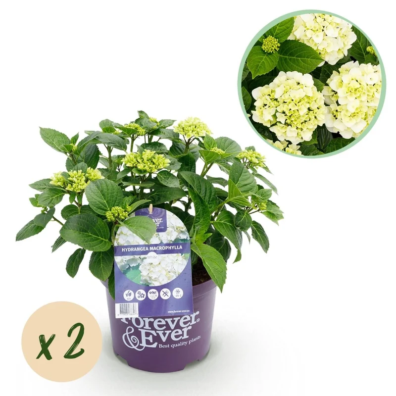 Balkon-Hortensie Forever & Ever Weiß – 2 Pflanzen – 7–12 Blüten – Ø23 cm Topf – Höhe ca. 55 cm
