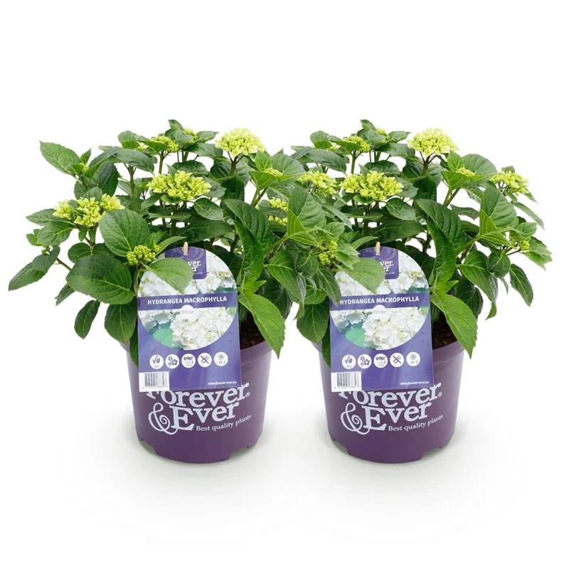 Balkon-Hortensie Forever & Ever Weiß – 2 Pflanzen – 7–12 Blüten – Ø23 cm Topf – Höhe ca. 55 cm