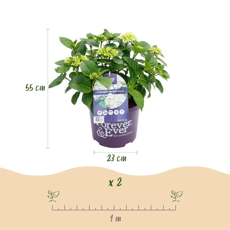 Balkon-Hortensie Forever & Ever Weiß – 2 Pflanzen – 7–12 Blüten – Ø23 cm Topf – Höhe ca. 55 cm