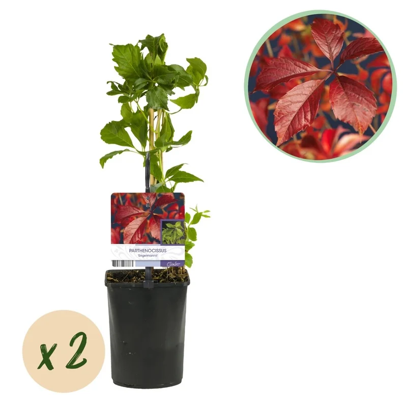 Wilder Wein 'Engelmannii' kaufen – Parthenocissus | Selbstklimmer mit roter Herbstfärbung