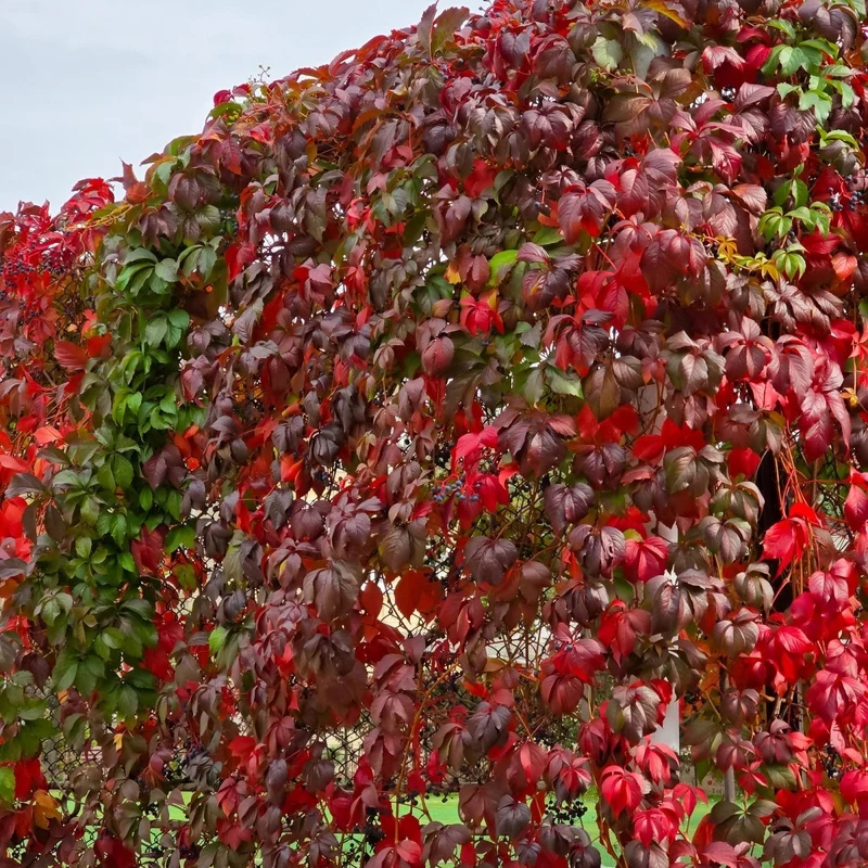 Wilder Wein 'Engelmannii' kaufen – Parthenocissus | Selbstklimmer mit roter Herbstfärbung