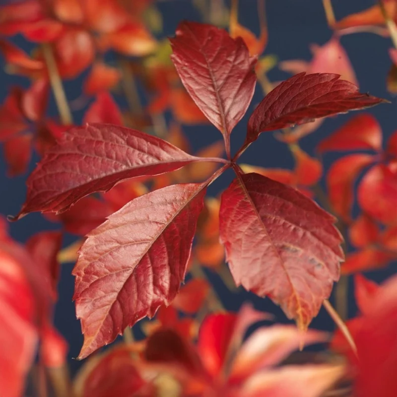 Wilder Wein 'Engelmannii' kaufen – Parthenocissus | Selbstklimmer mit roter Herbstfärbung