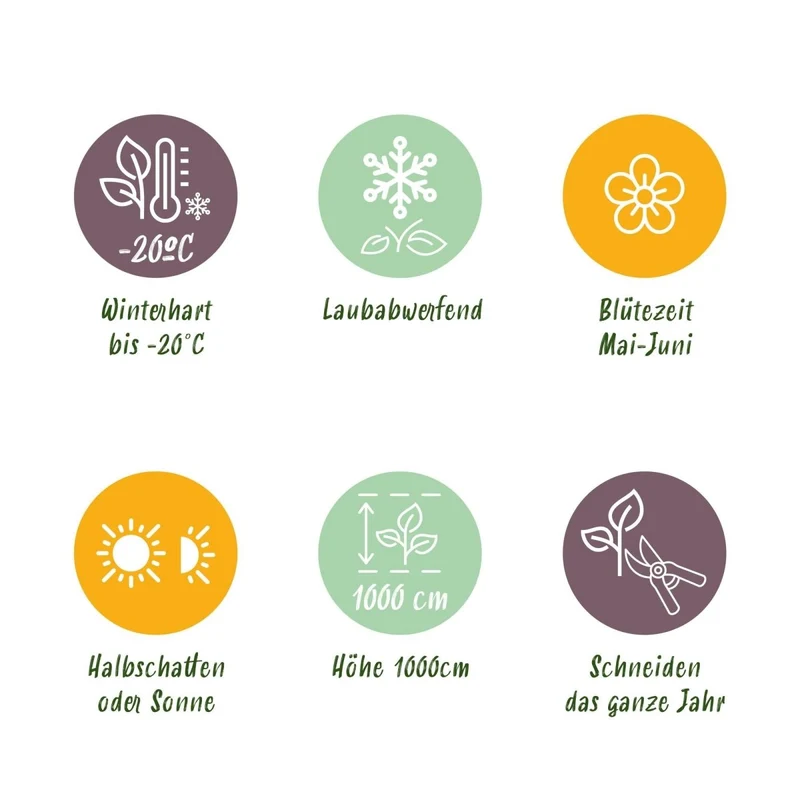 Wilder Wein 'Engelmannii' kaufen – Parthenocissus | Selbstklimmer mit roter Herbstfärbung