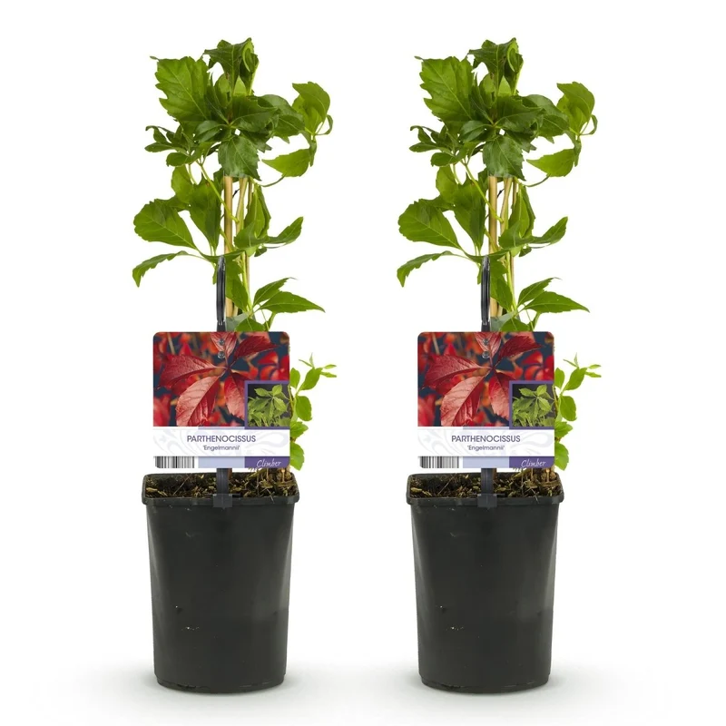 Wilder Wein 'Engelmannii' kaufen – Parthenocissus | Selbstklimmer mit roter Herbstfärbung