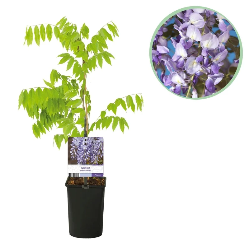 Blauregen Wisteria floribunda 'Prolific' | Blaue Blüten – Kletterpflanze