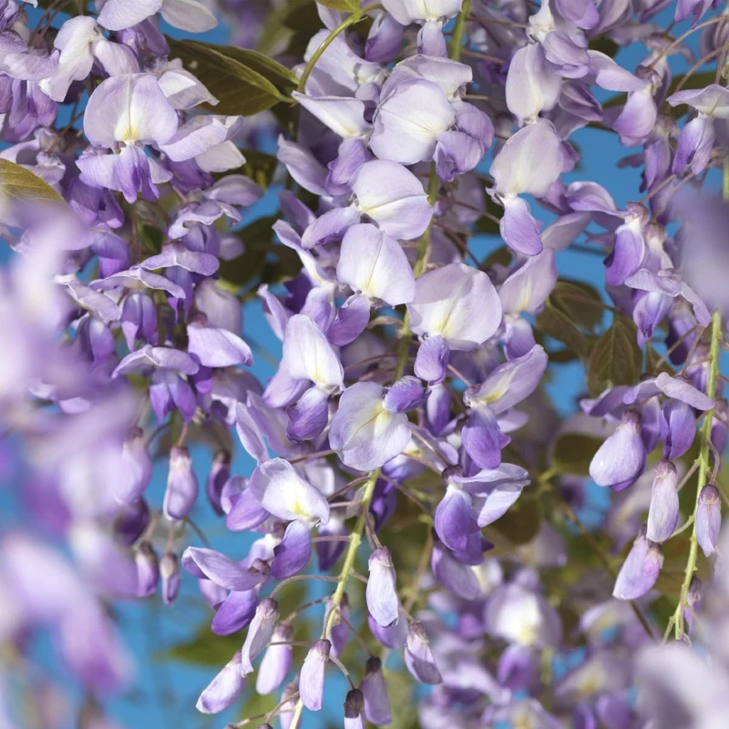 Blauregen Wisteria floribunda 'Prolific' | Blaue Blüten – Kletterpflanze