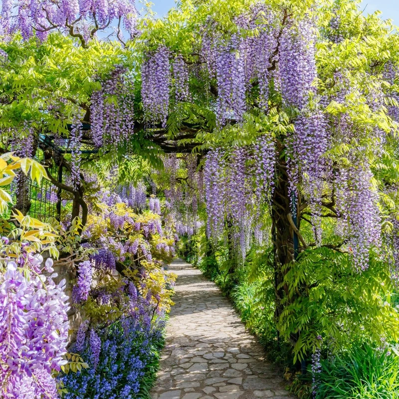 Blauregen Wisteria floribunda 'Prolific' | Blaue Blüten – Kletterpflanze