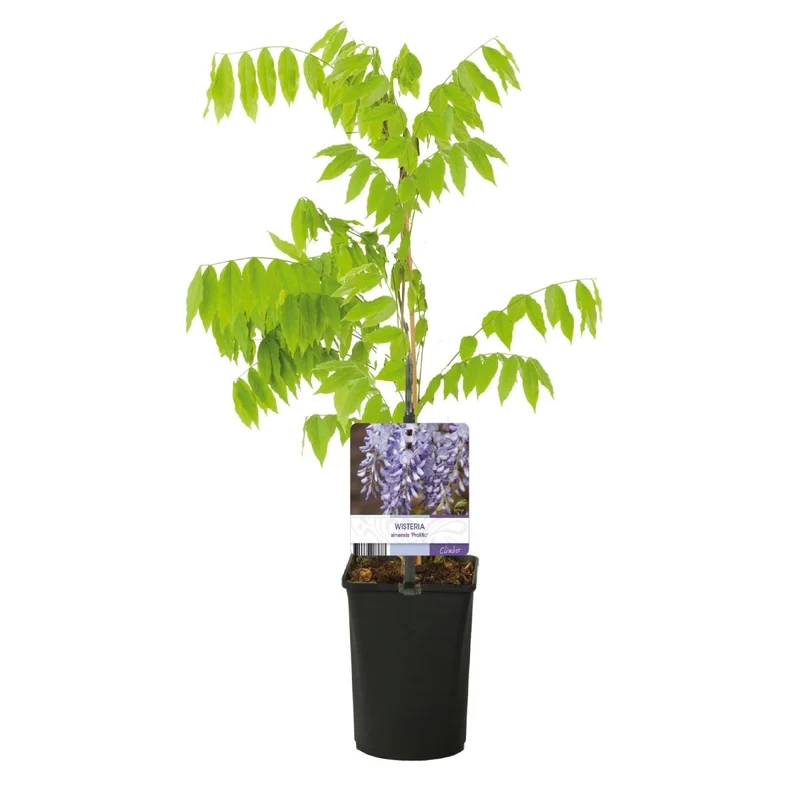 Blauregen Wisteria floribunda 'Prolific' | Blaue Blüten – Kletterpflanze