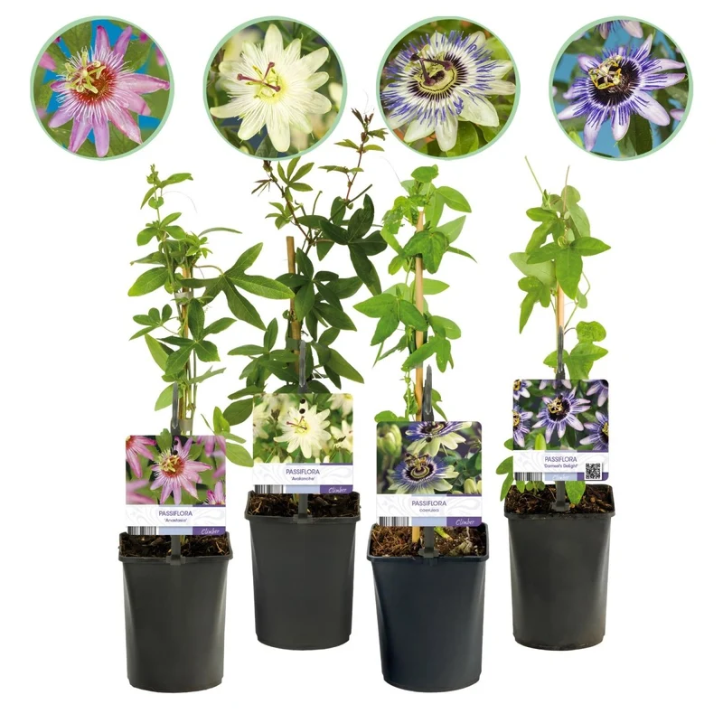 Passionsblume Passiflora Rainbow | Rosa-Weiß-Lila-Grün Blüten – 4 Pflanzen