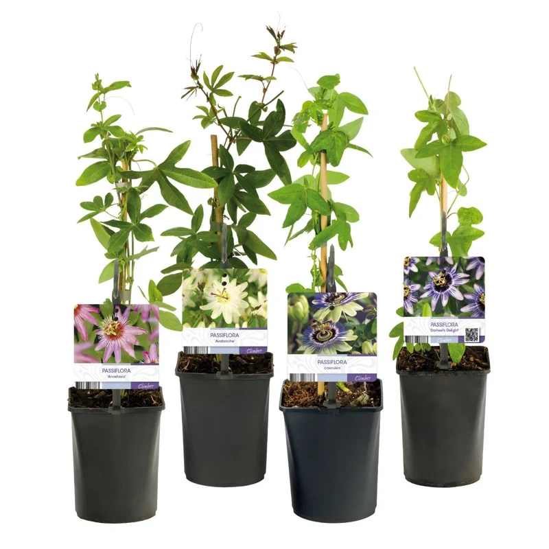 Passionsblume Passiflora Rainbow | Rosa-Weiß-Lila-Grün Blüten – 4 Pflanzen