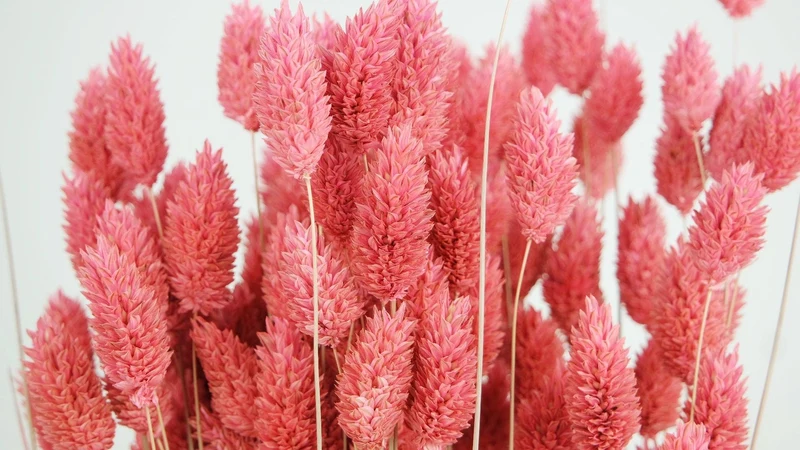 Phalaris getrocknet - 1 Bund - Grenadine
