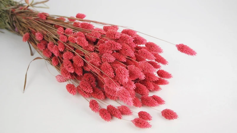 Phalaris getrocknet - 1 Bund - Grenadine