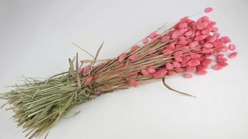 Phalaris getrocknet - 1 Bund - Grenadine