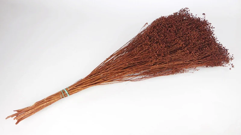 Broom Bloom getrocknet - 1 Strauß - Braun