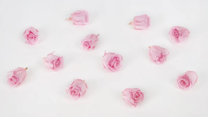 Stabilisierte Rosen Kiara 2 cm - 12 Stück - Bridal pink