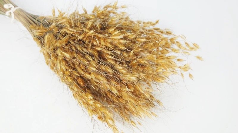 König Gras getrocknet - 1 Bund - Naturfarbe