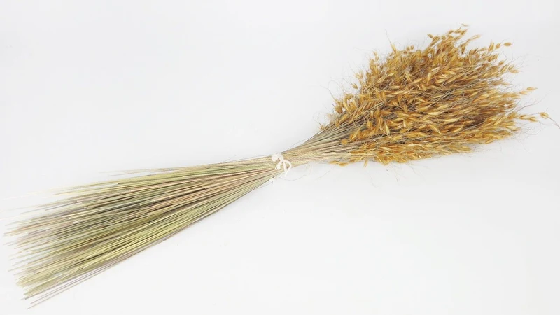 König Gras getrocknet - 1 Bund - Naturfarbe