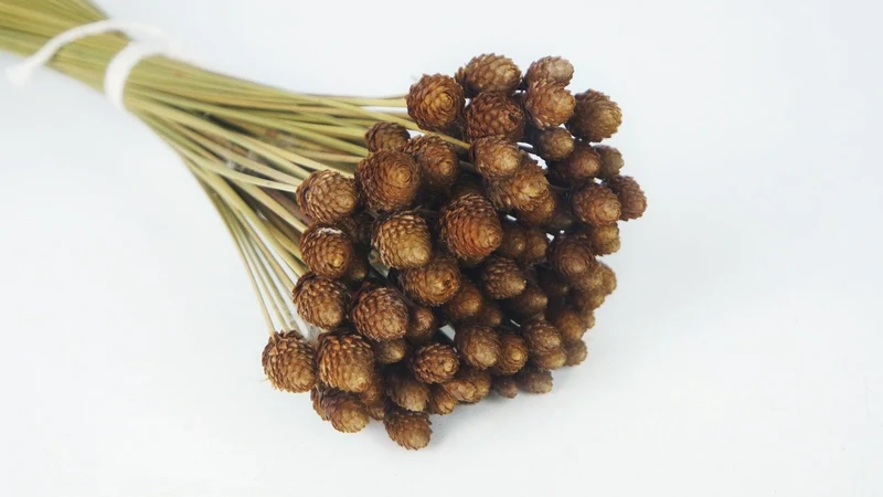Botao Pimentinha - 1 Bund - Naturfarbe