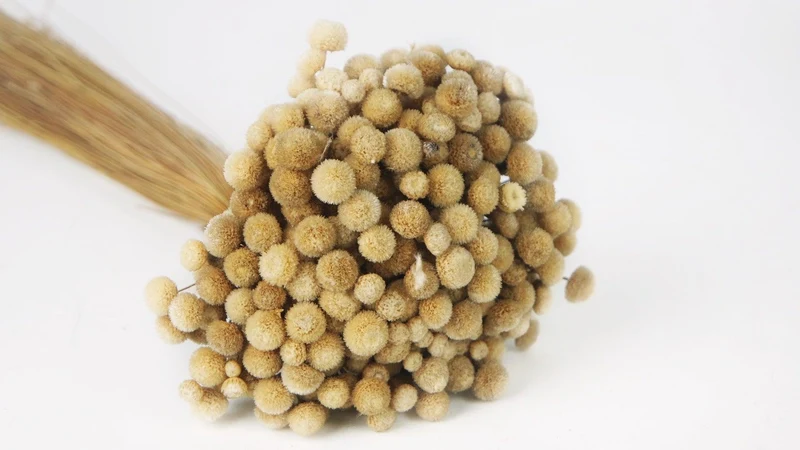 Botao - 1 Bund - Naturfarbe beige