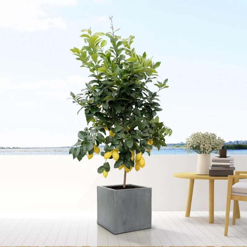 Pflanzkübel Block Grey - L - D50 x H50 – online kaufen