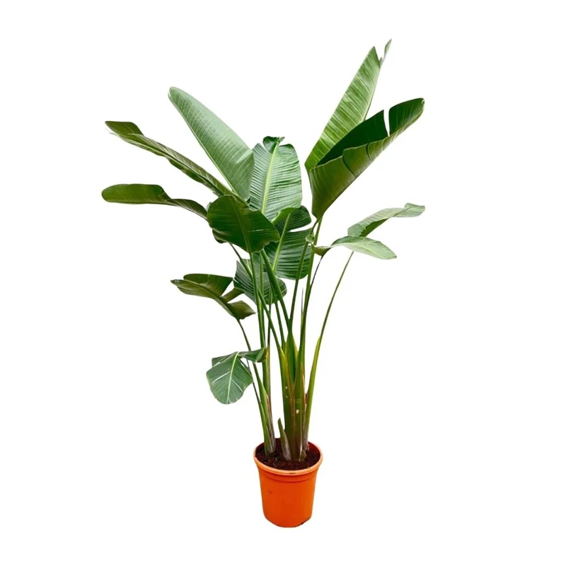 Strelitzia Augusta XL-XXXL – Exotischer Weißer Paradiesvogel