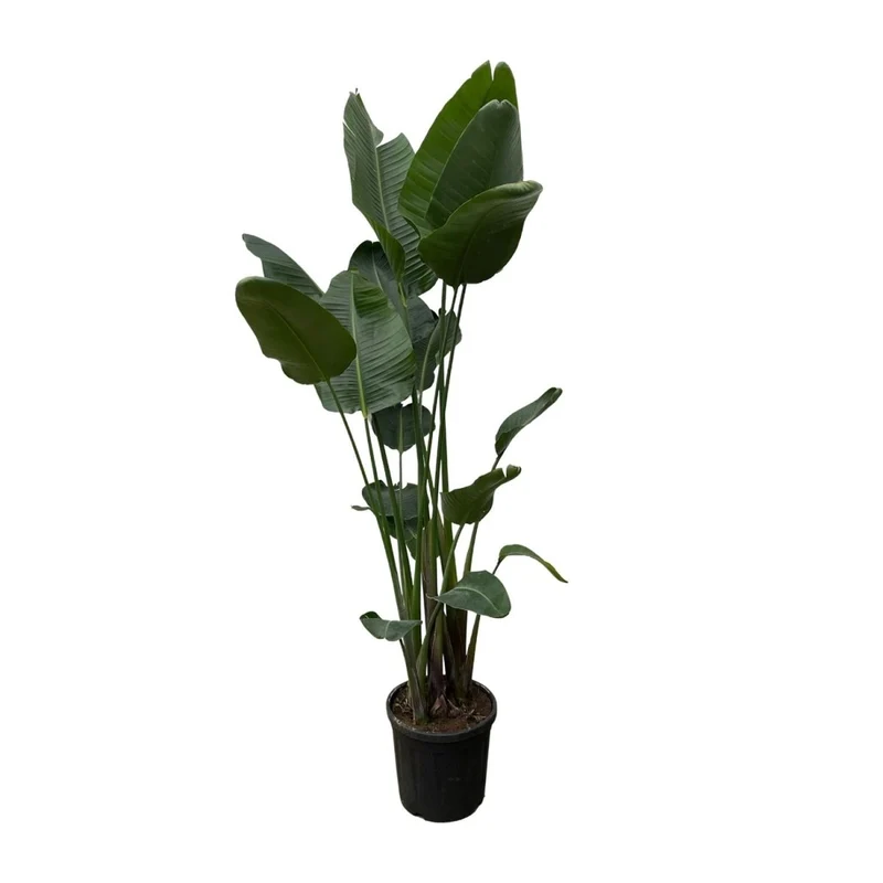 Strelitzia Augusta XL-XXXL – Exotischer Weißer Paradiesvogel