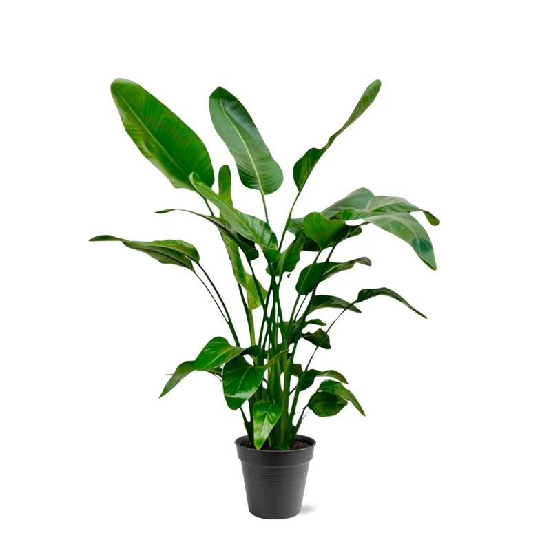 Strelitzia Augusta XL-XXXL – Exotischer Weißer Paradiesvogel