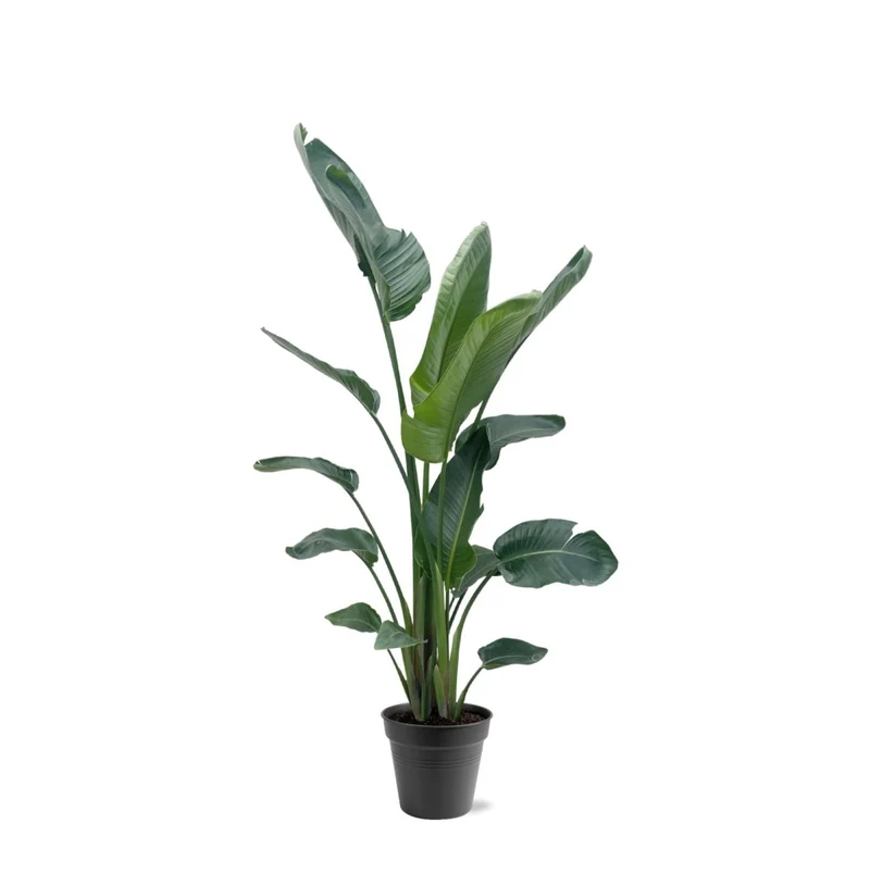 Strelitzia Augusta XL-XXXL – Exotischer Weißer Paradiesvogel