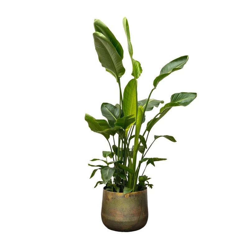 Strelitzia Augusta XL-XXXL – Exotischer Weißer Paradiesvogel