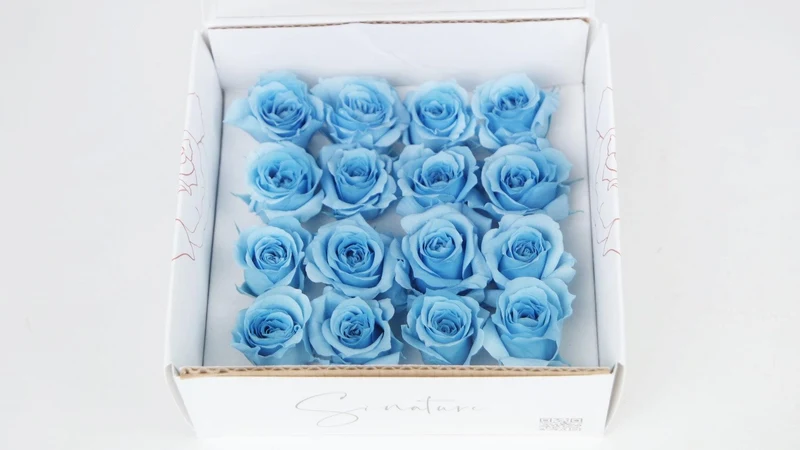 Stabilisierte Rosen 1 cm - 16 Stück - Hellblau