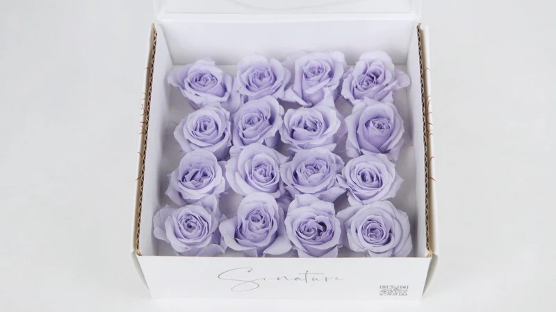 Stabilisierte Rosen 1 cm - 16 Stück - Lavendel
