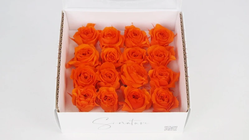 Stabilisierte Rosen 1 cm - 16 Stück - Orange