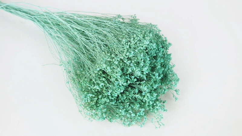 Broom Bloom getrocknet - 1 Strauß - Blue aqua