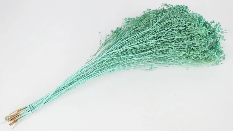 Broom Bloom getrocknet - 1 Strauß - Blue aqua
