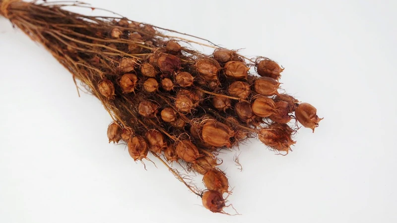 Nigella - 1 Bund - Rost