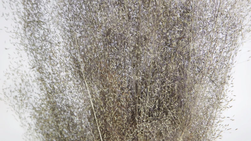 Agrostis nebulosa - 1 Bund - Naturfarbe