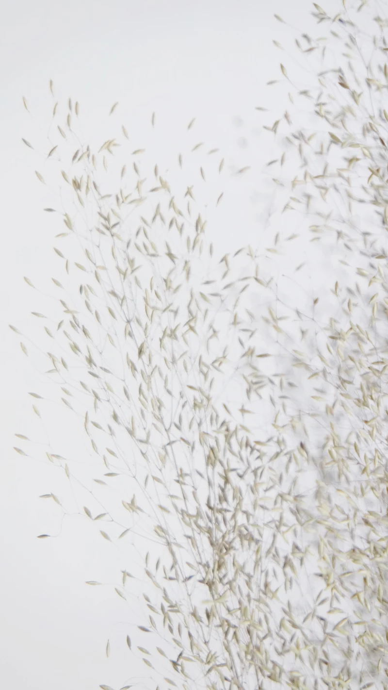 Agrostis nebulosa - 1 Bund - Naturfarbe