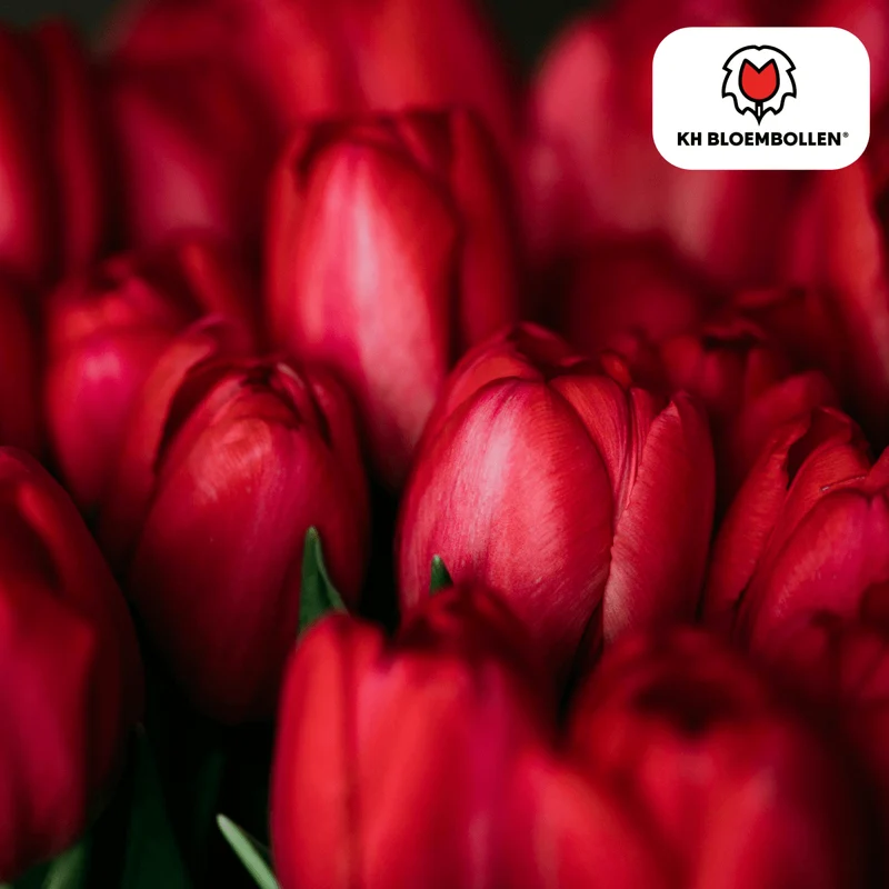Tulpenzwiebeln 'Ile de France' kaufen – 20 Stück | Scharlachrot, Blüte April–Mai