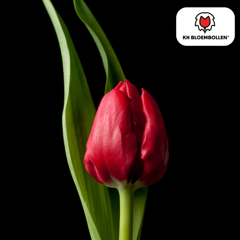 Tulpenzwiebeln 'Ile de France' kaufen – 20 Stück | Scharlachrot, Blüte April–Mai