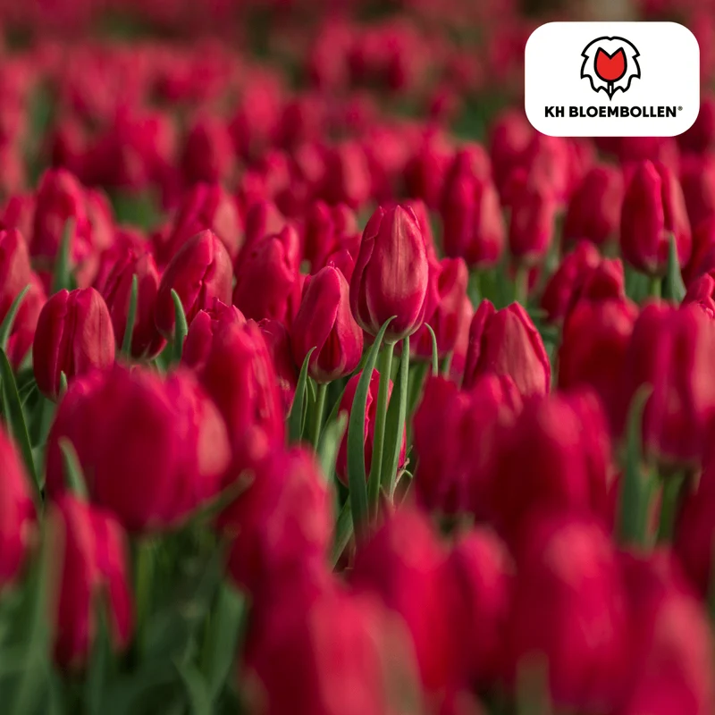 Tulpenzwiebeln 'Ile de France' kaufen – 20 Stück | Scharlachrot, Blüte April–Mai